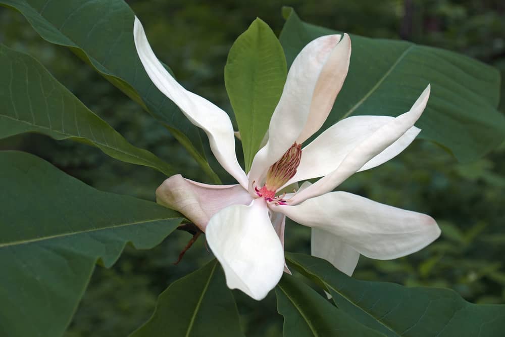 10 Amazing White Flowering Trees in Florida