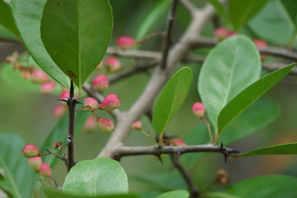 10 Amazing White Flowering Trees in Florida