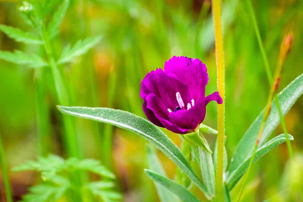 The 12 Best Things to Plant in Arizona in October