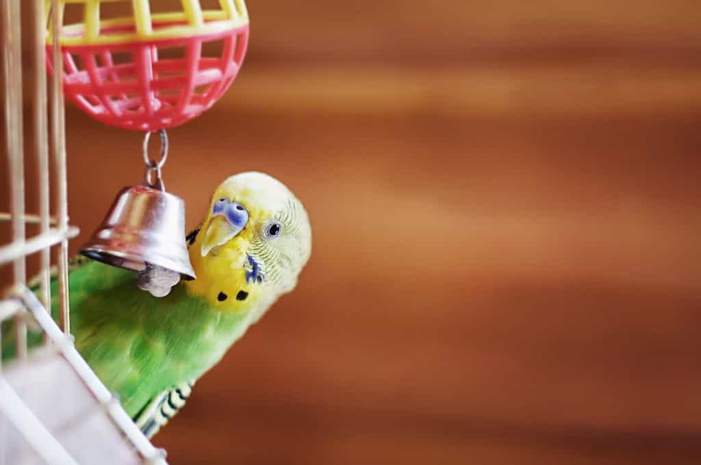 How to Train Your Parakeet: 7 Helpful Tips for Gaining Trust