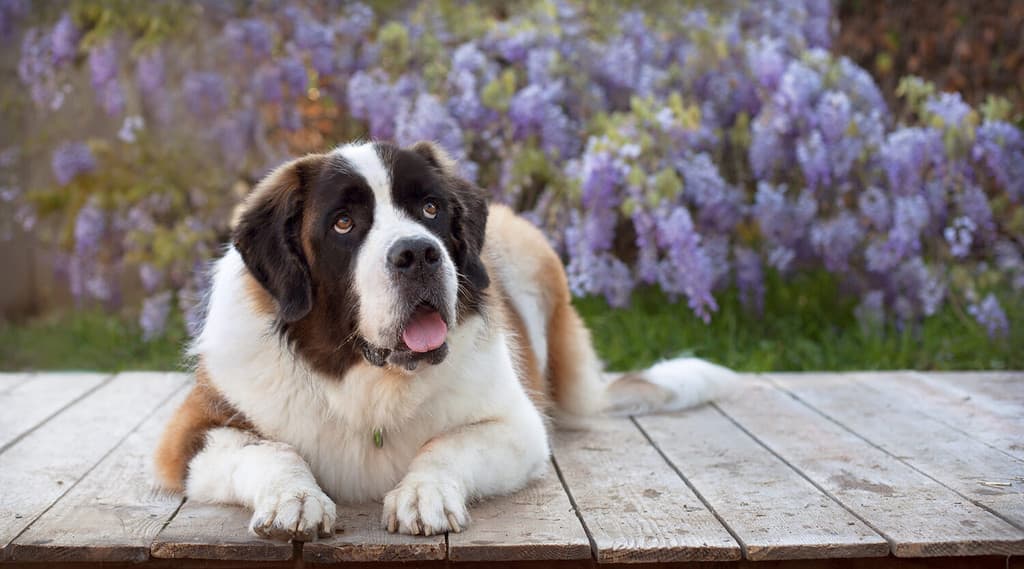 When Does Wisteria Bloom? Discover Peak Season by Zone