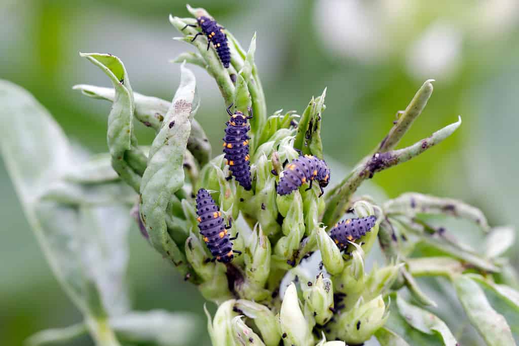 Baby Ladybug: 6 Pictures and 6 Amazing Facts