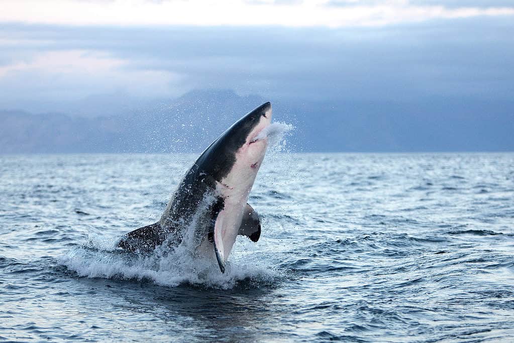 Discover the Largest Great White Shark Ever Caught in New Brunswick