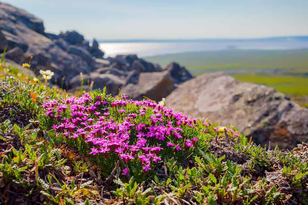 Are Ferns Deer Resistant? 10 Ways to Keep Them Away From Your Plants