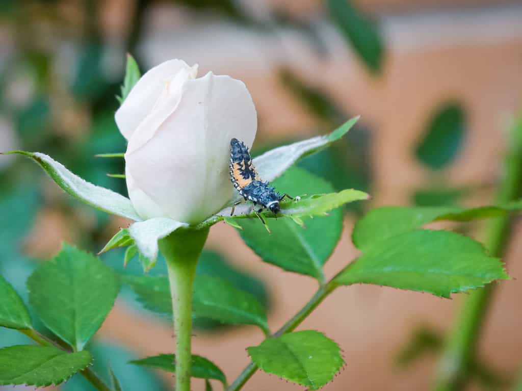 Baby Ladybug: 6 Pictures and 6 Amazing Facts