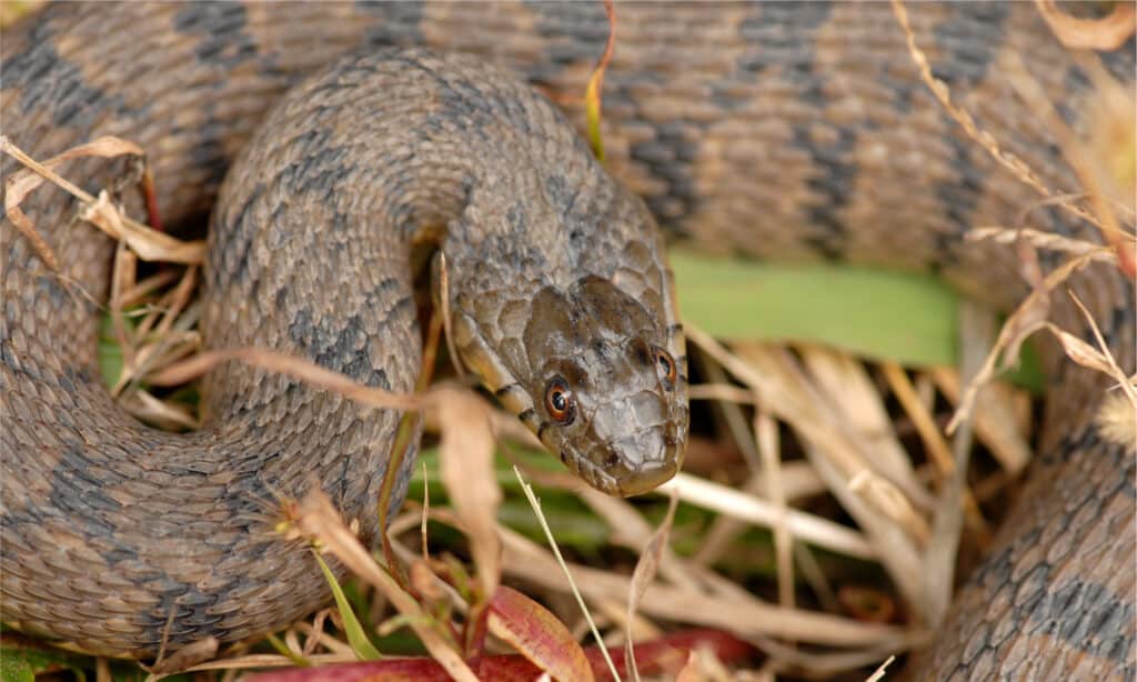 Diamondback Water Snake: Habitat, Diet, and Identifcation Tips