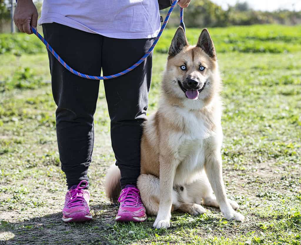 How Big Do Full Grown Pomskies Get? Growth Chart and Milestones