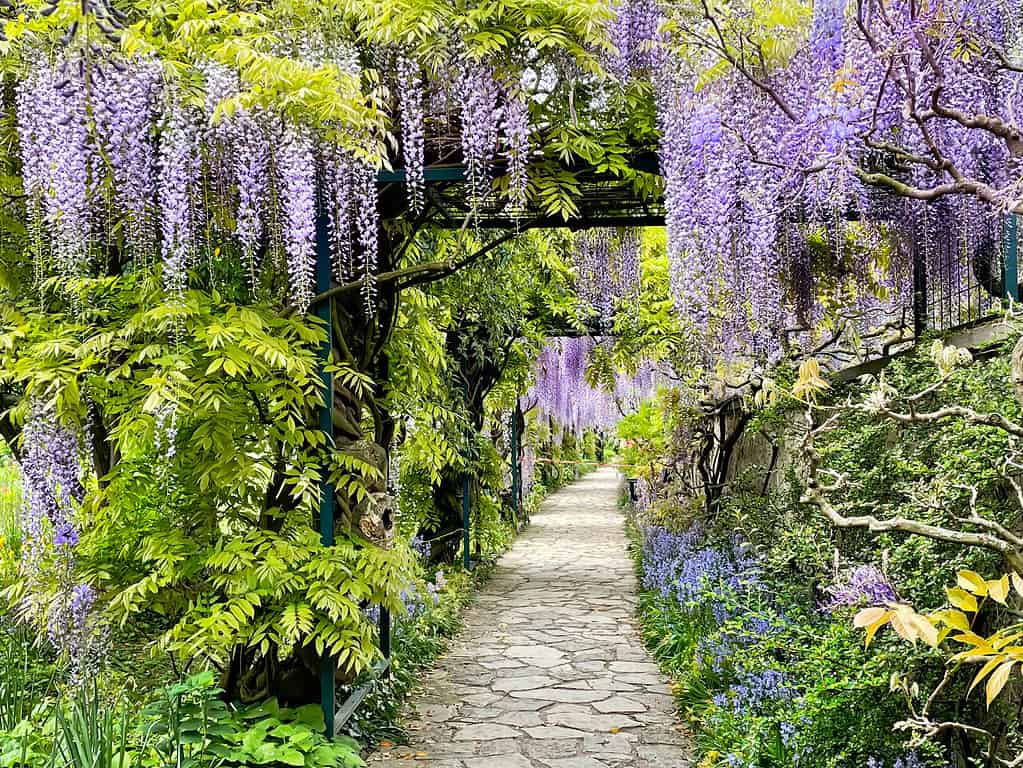 When Does Wisteria Bloom? Discover Peak Season by Zone