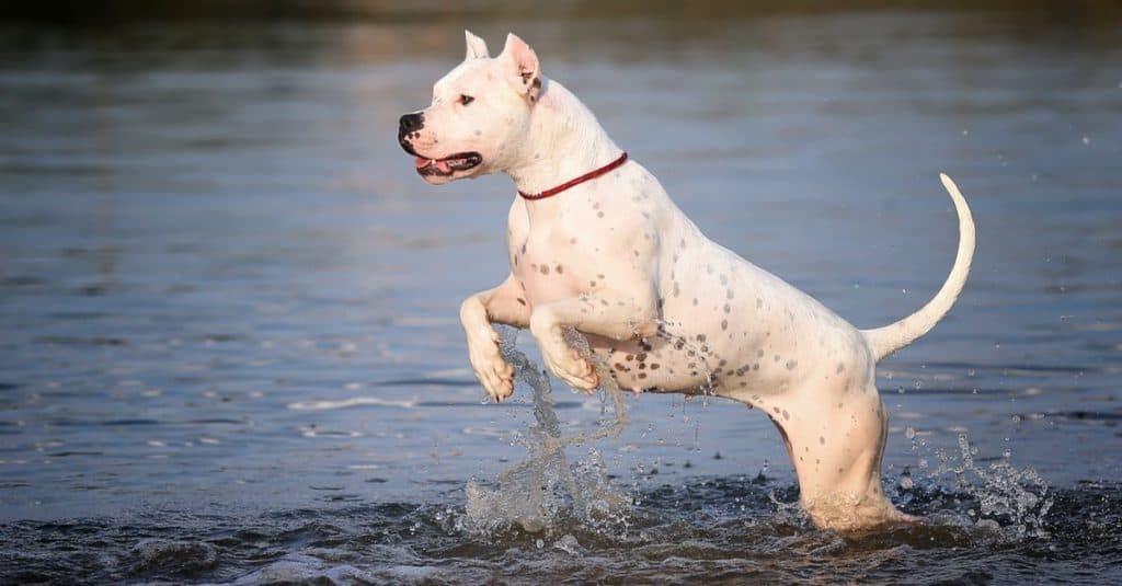 Dogo Argentino Lifespan: How Long Do These Dogs Live?