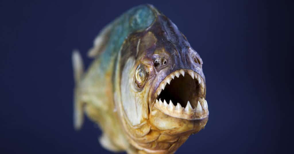 The 7 Countries and Rivers Where the Most Piranhas Live