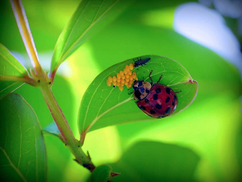 Baby Ladybug: 6 Pictures and 6 Amazing Facts