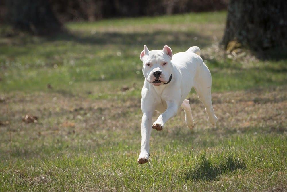 Dogo Argentino Lifespan: How Long Do These Dogs Live?