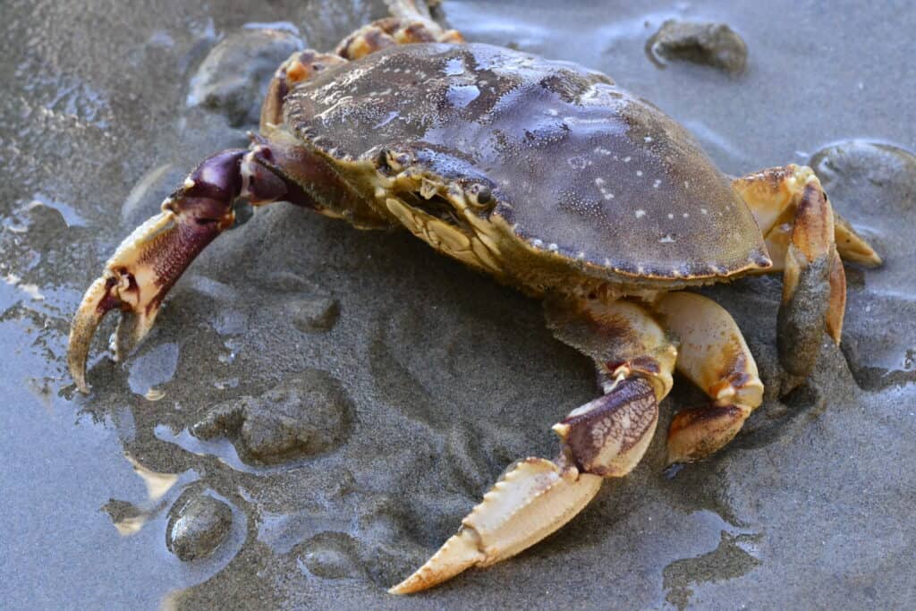 Washington Crabbing Season: Timing, Bag Limits, and Rules