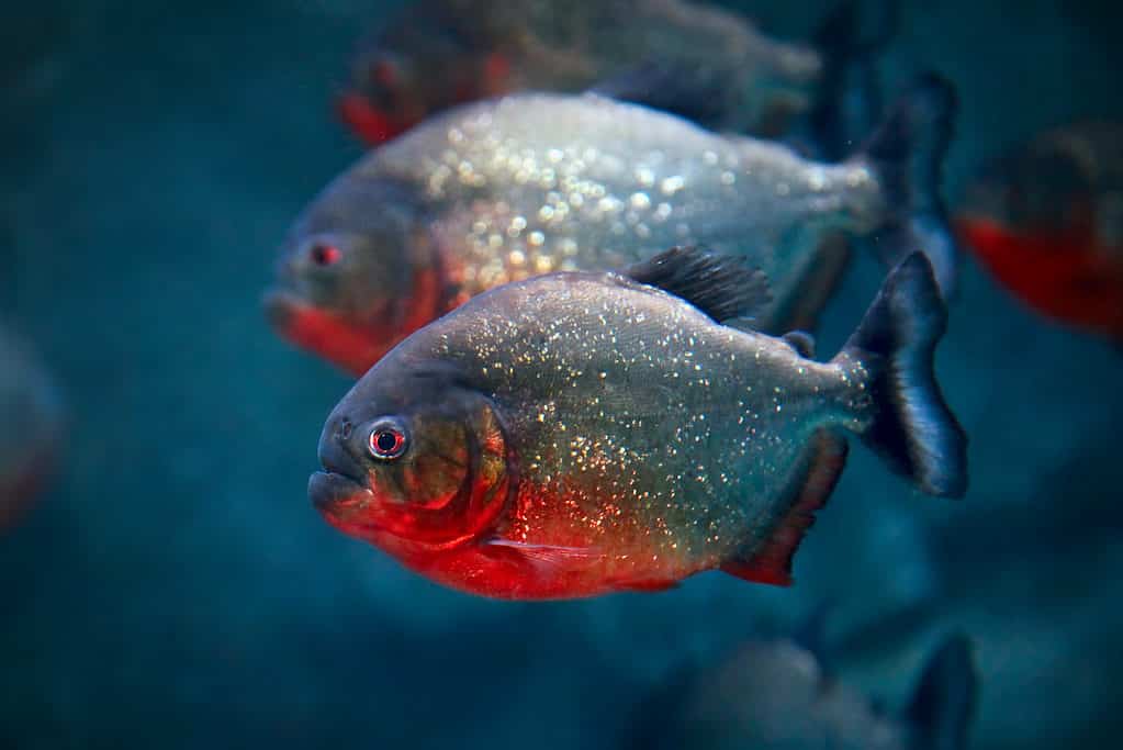 The 7 Countries and Rivers Where the Most Piranhas Live