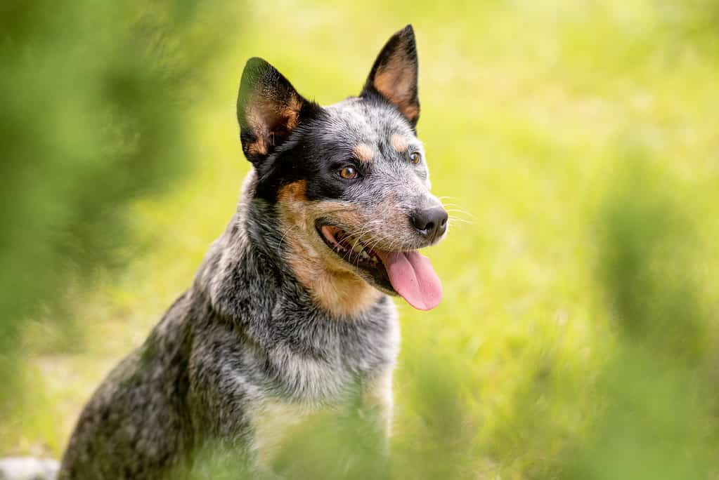 The # Most Common Health Problems in Blue Heelers