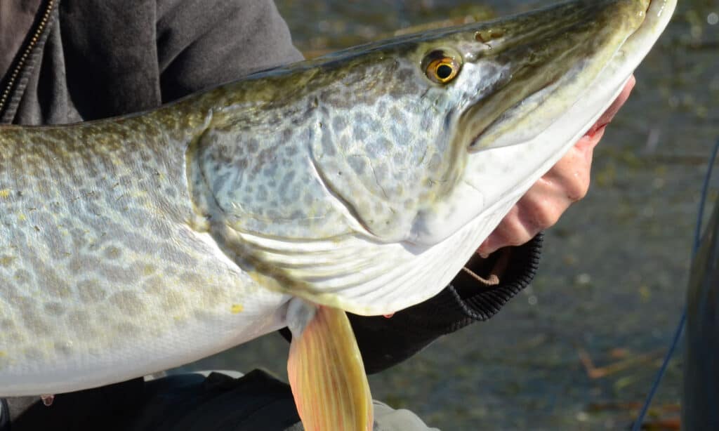 Discover the Largest Fish Ever Caught in Wisconsin