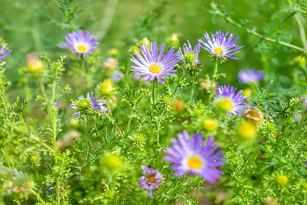 The 12 Best Things to Plant in Arizona in October