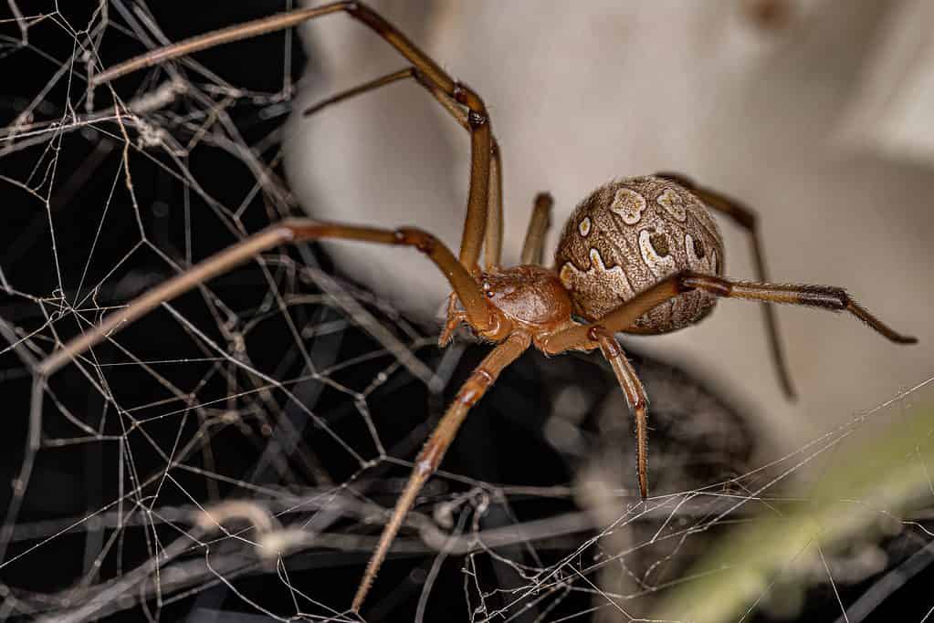 8 Spiders Crawling Around San Diego