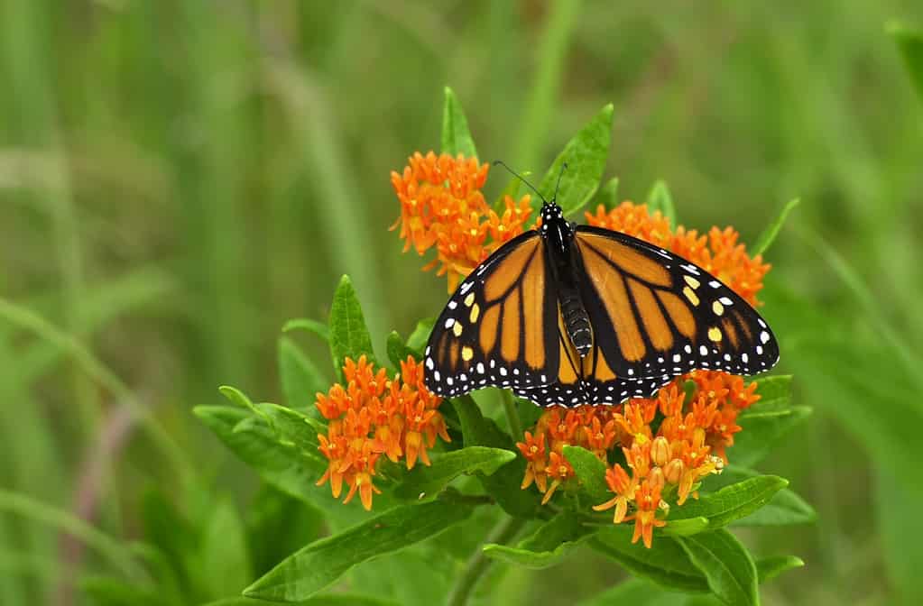 The 5 Best Places to See the Monarch Migration in Mexico