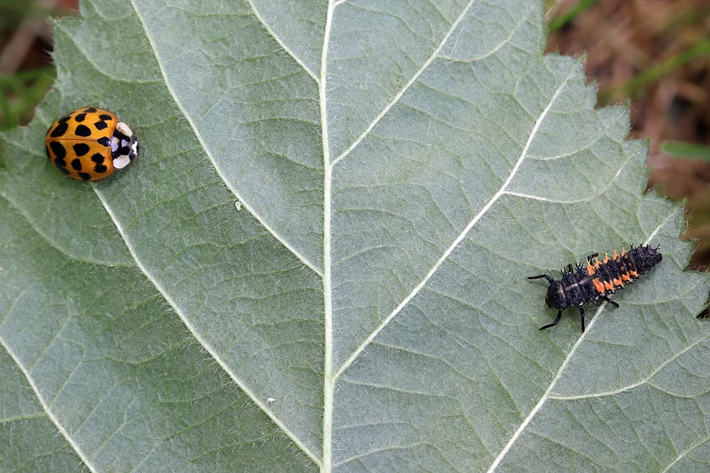 Baby Ladybug: 6 Pictures and 6 Amazing Facts