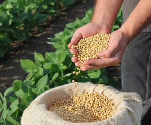 Discover Ohio's Top 6 Most Valuable Crops