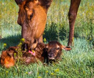 Trail Cam Catches Cougar Stalking an Elk and Calf