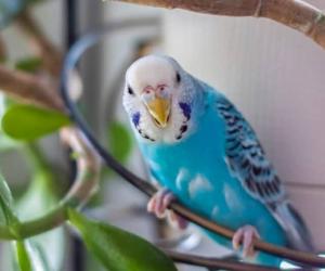 How to Train Your Parakeet: 7 Helpful Tips for Gaining Trust