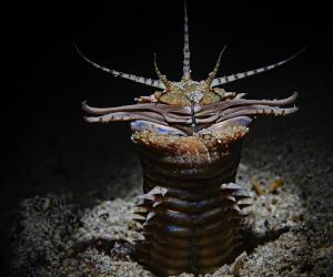 Discover the Bobbit Worm: The Terrifying Fish Snatching Creature Of the Sea