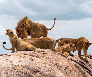 Discover How Long Lions Can Go Without Eating, Plus 3 Other Amazing Facts About Their Diet