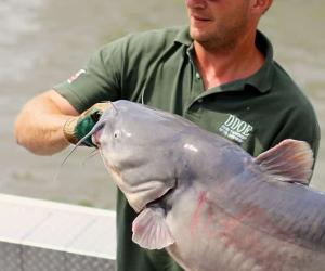 Discover the Largest Blue Catfish Ever Caught