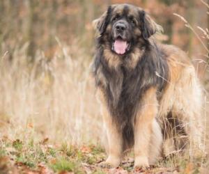 Leonberger Lifespan: How Long Do These Dogs Live?