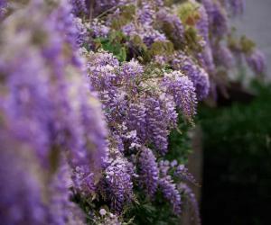 When Does Wisteria Bloom? Discover Peak Season by Zone