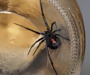 Discover 11 Types of Widow Spiders Throughout The World