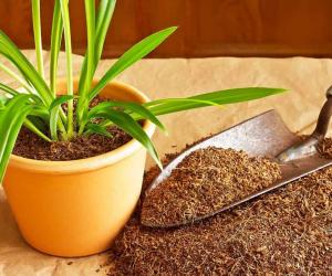 9 Tips On Dealing With Spider Eggs in Plant Soil