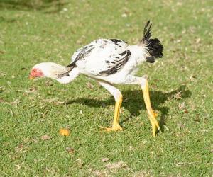 12 Tallest Chicken Breeds in the World