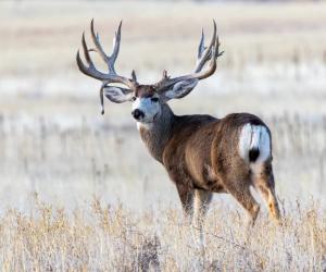 A Wild Moose Shedding Velvet Spookily Walks Up To Trail Cam And Stairs At It Mysteriously