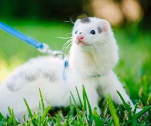 10 Human Foods You Should Never Feed to Ferrets