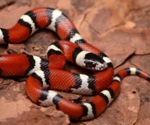 Discover 5 Amazing Milk Snake Morphs