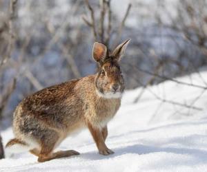 How Fast is an Eastern Cottontail (and 4 Other Ways Rabbits Evade Predators)