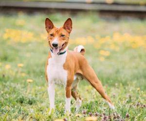 Basenji Prices in 2023: Purchase Cost, Vet Bills, and More!