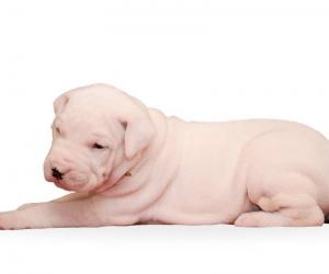 Dogo Argentino Lifespan: How Long Do These Dogs Live?