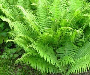 Are Ferns Deer Resistant? 10 Ways to Keep Them Away From Your Plants