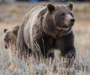 Male vs Female Grizzly Bears: 7 Key Differences