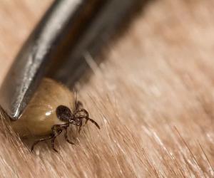 Male vs Female Ticks: 2 Key Differences