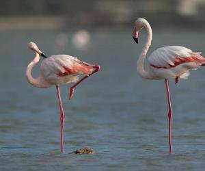 Discover 5 Birds With Long Legs (and Where You Might See Them)