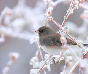 How Do Birds Survive Extreme Environments?