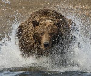 See a Grizzly Bear Surprise Mountain Bikers And Chase After Them