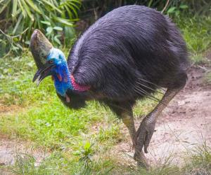 Giant Cassowary Stalks and Chases Beachgoer In Scary Encounter