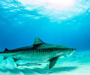 The Largest Tiger Shark Ever Caught in Maryland