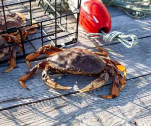 Washington Crabbing Season: Timing, Bag Limits, and Rules